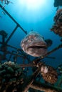 Malabar grouper (epinrphelus malabaricus) in the Red Sea. Royalty Free Stock Photo