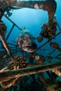 Malabar grouper (epinrphelus malabaricus) in the Red Sea. Royalty Free Stock Photo