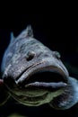 Malabar grouper fish, mouth open