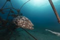 Malabar grouper in the tropical waters of the Red Sea. Royalty Free Stock Photo