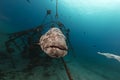Malabar grouper in the tropical waters of the Red Sea. Royalty Free Stock Photo