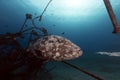 Malabar grouper in the tropical waters of the Red Sea. Royalty Free Stock Photo