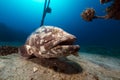 Malabar grouper the tropical waters of the Red Sea. Royalty Free Stock Photo