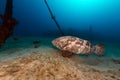 Malabar grouper the tropical waters of the Red Sea. Royalty Free Stock Photo