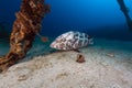 Malabar grouper the tropical waters of the Red Sea. Royalty Free Stock Photo