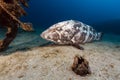 Malabar grouper the tropical waters of the Red Sea.