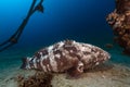 Malabar grouper the tropical waters of the Red Sea. Royalty Free Stock Photo