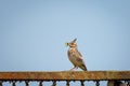 Malabar Lark bird sitting on iron railing Royalty Free Stock Photo