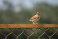 Malabar Lark bird sitting on iron railing