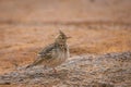 Malabar Lark bird sitting on rocks Royalty Free Stock Photo