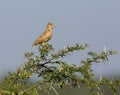 The Malabar lark perched on a Shailendra Tree. Royalty Free Stock Photo