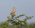 The Malabar lark perched on a Shailendra Tree. Royalty Free Stock Photo