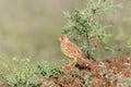 The Malabar lark perched on a Shailendra Tree. Royalty Free Stock Photo