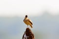 The Malabar lark perched on a termite mound. Royalty Free Stock Photo