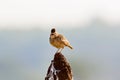 The Malabar lark perched on a Termite Mound. Royalty Free Stock Photo