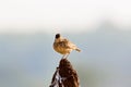 The Malabar lark perched on a Termite Mound.. Royalty Free Stock Photo