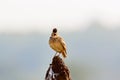 The Malabar lark perched on a Termite Mound Royalty Free Stock Photo