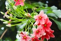 Malabar Madhu Malati Flower, a spesies of Bushwillows. Combretum malabaricum. Flower wallpaper Royalty Free Stock Photo