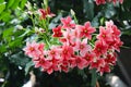 Malabar Madhu Malati Flower, a spesies of Bushwillows. Combretum malabaricum. Flower wallpaper Royalty Free Stock Photo