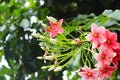 Malabar Madhu Malati Flower, a spesies of Bushwillows. Combretum malabaricum. Flower wallpaper Royalty Free Stock Photo