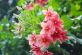 Malabar Madhu Malati Flower, a spesies of Bushwillows. Combretum malabaricum. Flower wallpaper