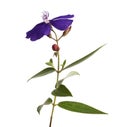 Malabar melastome flowers with leaves, Tropical purple flower isolated on white background, with clipping path
