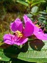 Malabar melastome a medicinal plant common in the forest Royalty Free Stock Photo