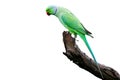Malabar Parakeet or Blue-winged Parakeet - CUT-OUT Royalty Free Stock Photo