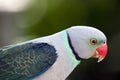 A malabar parakeet Royalty Free Stock Photo