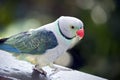 A malabar parakeet Royalty Free Stock Photo