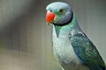 A malabar parakeet Royalty Free Stock Photo