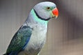 A malabar parakeet Royalty Free Stock Photo