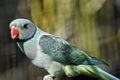 A malabar parakeet Royalty Free Stock Photo
