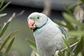 Malabar parakeet Royalty Free Stock Photo