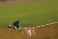 A Malabar Parakeet flying from a beautiful perch Royalty Free Stock Photo