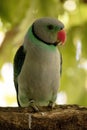 this is a close up of a malabar parakeet