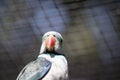 this is a close up of a Malabar parakeet