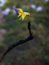 Malabar parakeet landing on a perch Royalty Free Stock Photo