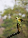 Malabar parakeet landing on a perch Royalty Free Stock Photo