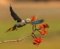 Malabar parakeet Royalty Free Stock Photo