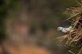 Malabar Parakeet peeping from paddy bush Royalty Free Stock Photo