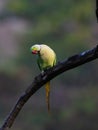 Malabar parakeet on a perch Royalty Free Stock Photo