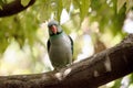 the Malabar parakeet is perched in a tree