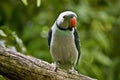 A malabar parakeet Royalty Free Stock Photo