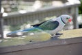 A malabar parakeet Royalty Free Stock Photo