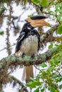 The Malabar pied hornbill Anthracoceros coronatus, also known as lesser pied hornbill. Royalty Free Stock Photo