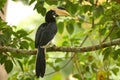 Malabar Pied Hornbill, Anthracoceros coronatus, Dandeli, Karnataka Royalty Free Stock Photo