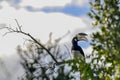 Malabar pied hornbill anthracoceros coronatus on a dead tree in udawalawe national park sri lanka Royalty Free Stock Photo