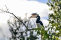 Malabar pied hornbill anthracoceros coronatus on a dead tree in udawalawe national park sri lanka Royalty Free Stock Photo