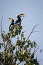 Malabar Pied-hornbill - Anthracoceros coronatus, large hornbill from Indian subcontinent Royalty Free Stock Photo